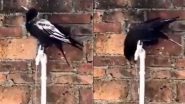 Crow Viral Video: कौए को लगी प्यास तो इंसानों की तरह नल खोलकर पीने लगा पानी, मनमोहक वीडियो हुआ वायरल